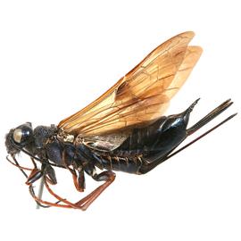   Sirex noctilio  female dark form lateral habitus; photo by H. Goulet, CNC 
